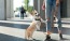 a dog on a leash